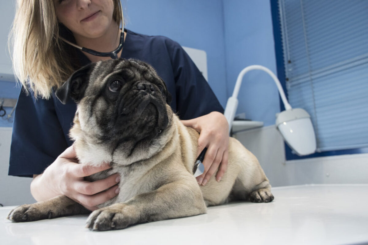 What Do You Do About An Upper Respiratory Infection In Dogs