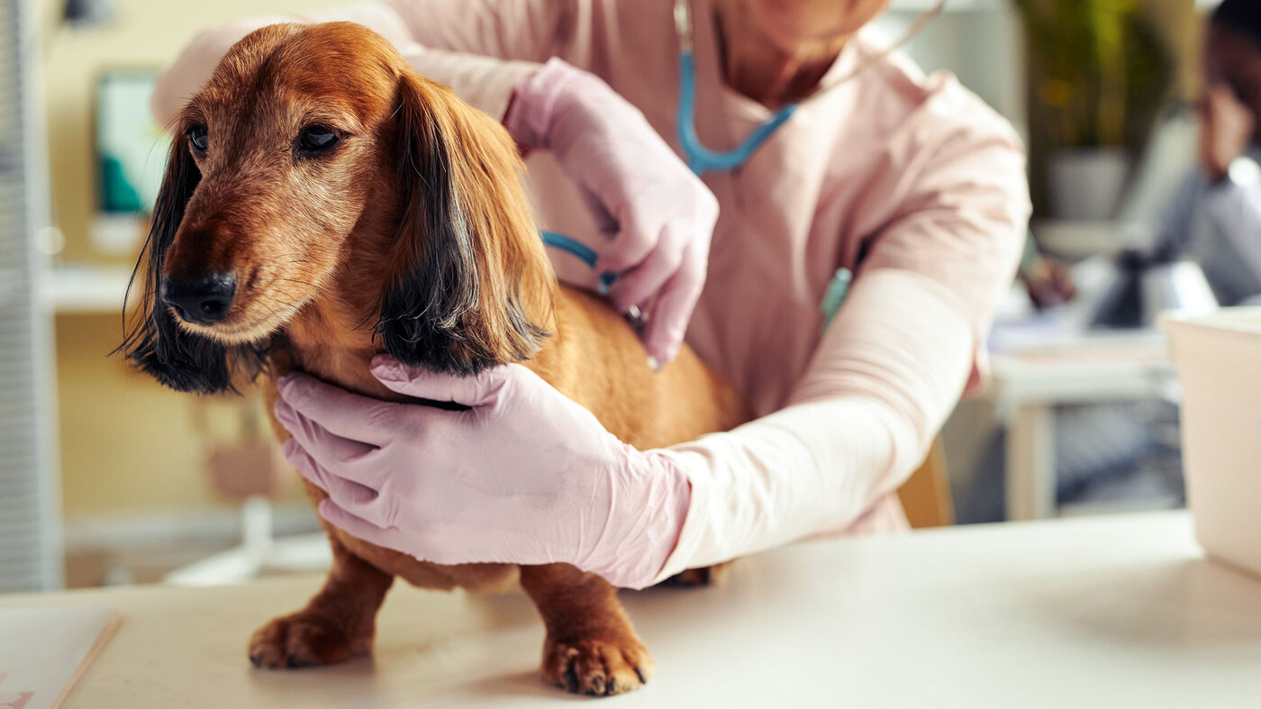 What Does Prednisone Do For A Dog With A Respiratory Infection