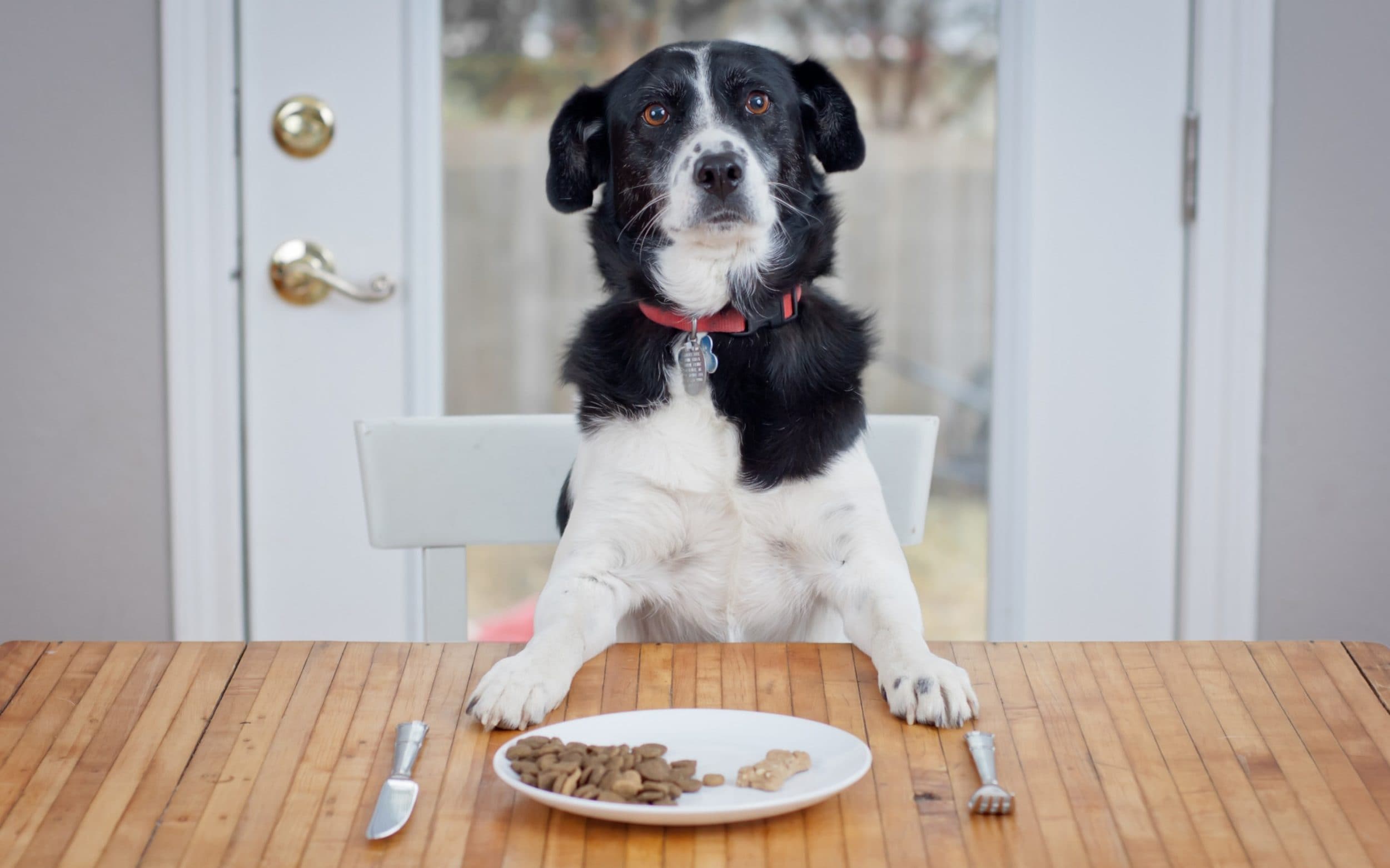 What Dog Food Is Best For Diet?
