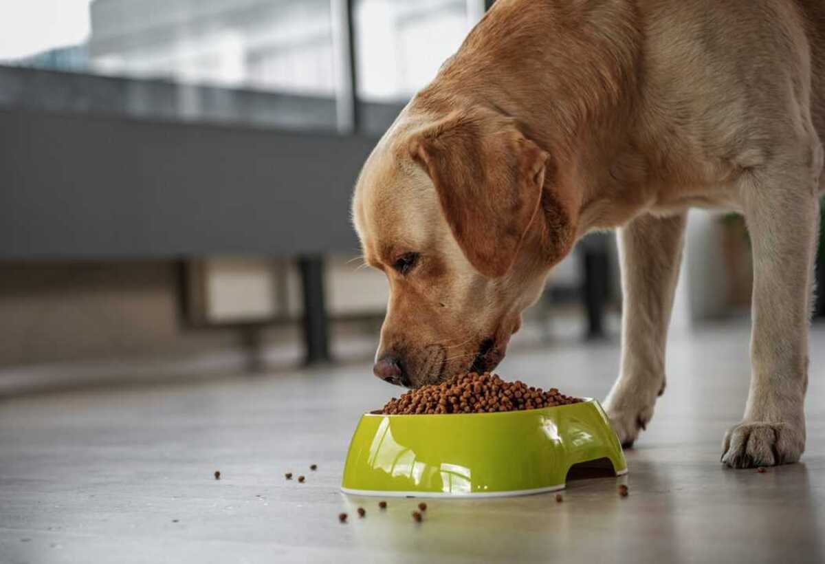 What Dog Food Is Closest To Science Diet ZD?