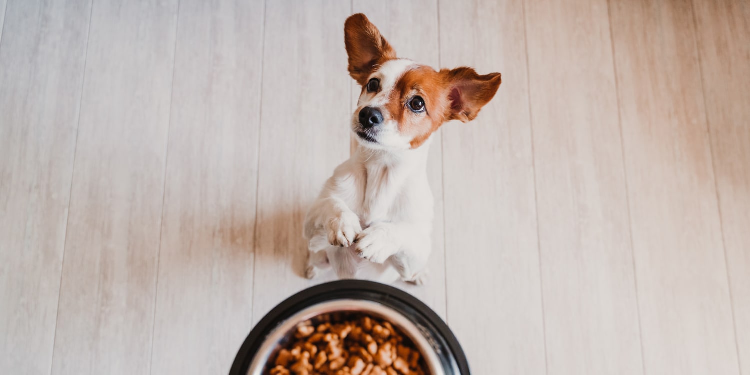 What Dog Food Is Comparable To Hill’s Science Diet?