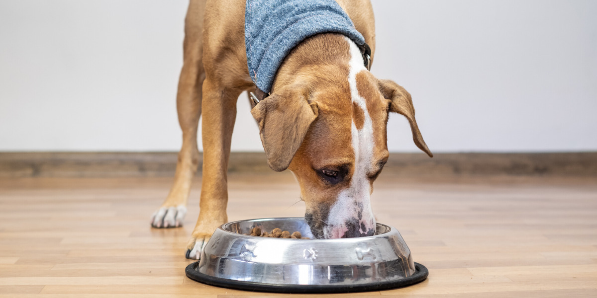 What Dog Food Is Comparable To Science Diet Id?