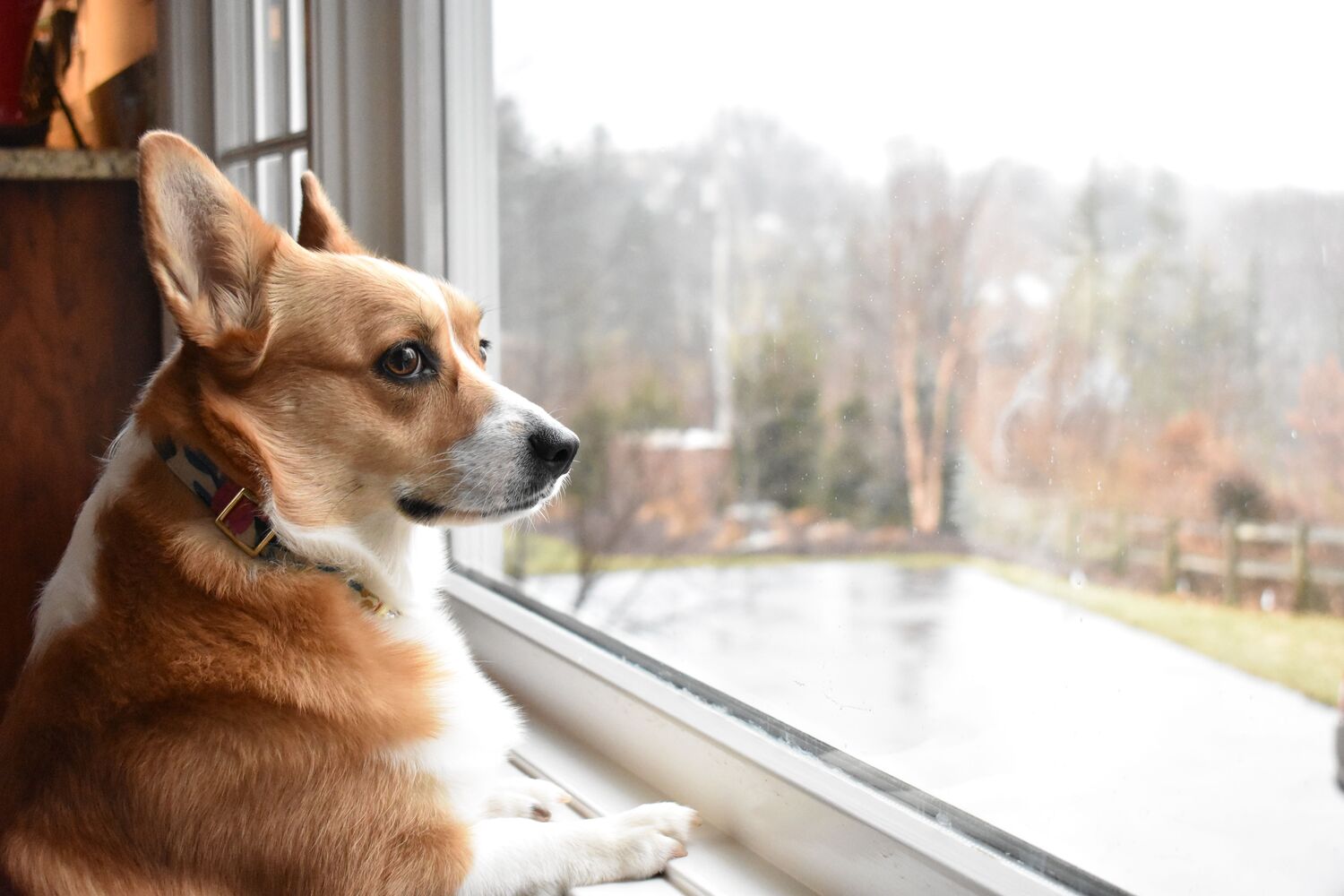 What Dogs Don't Suffer From Separation Anxiety