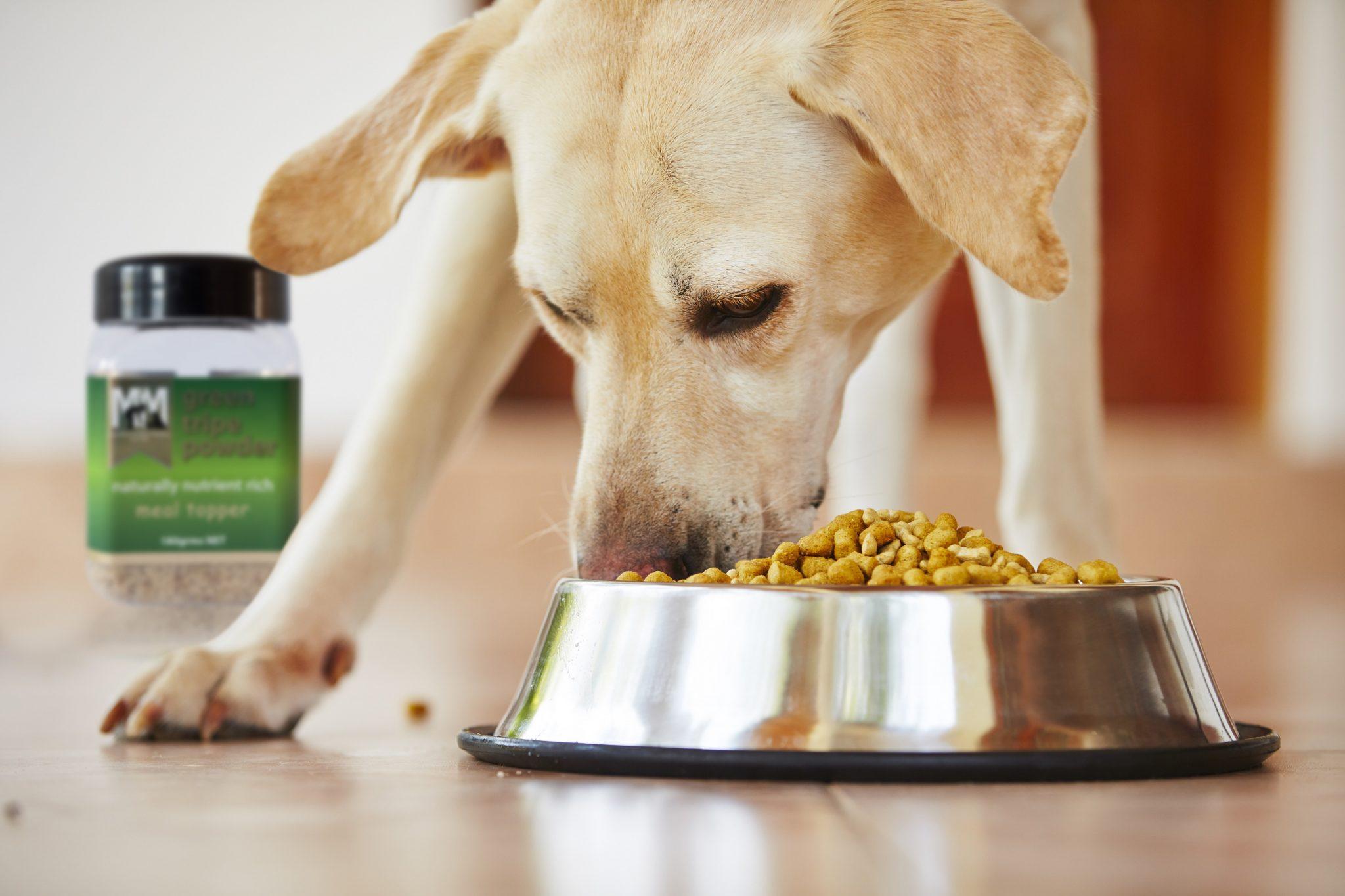 What Food Is Best For Dogs With Protein Allergies