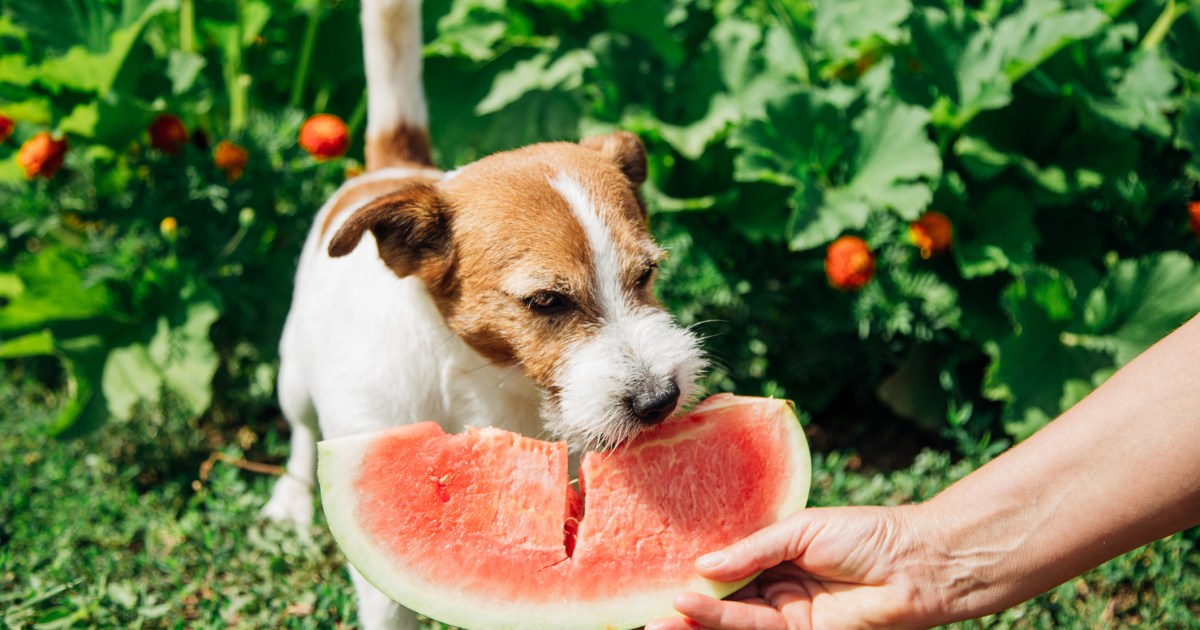 What Foods Add Vitamin B To A Dog’s Diet