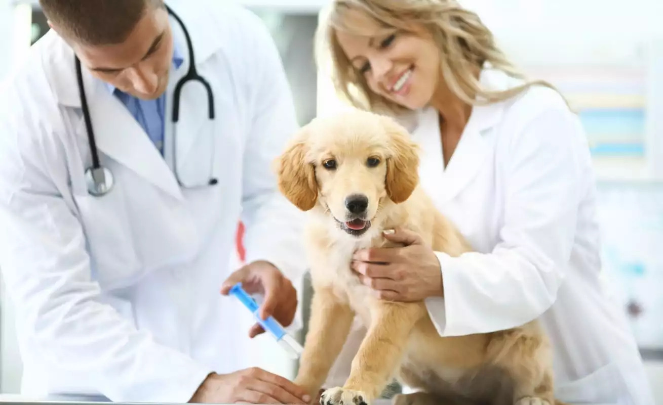 What Happens If You Miss Dog Vaccinations