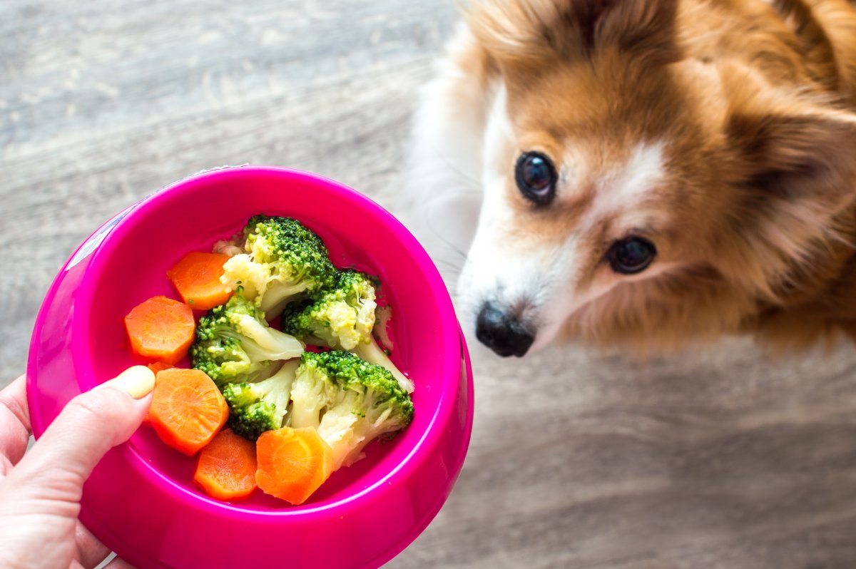 What Human Food Can I Feed My Dog For A Complete Diet