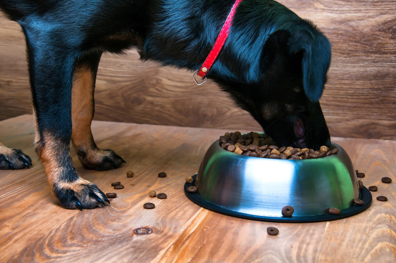 What Is A Good Diet For A 10-Year-Old Dog