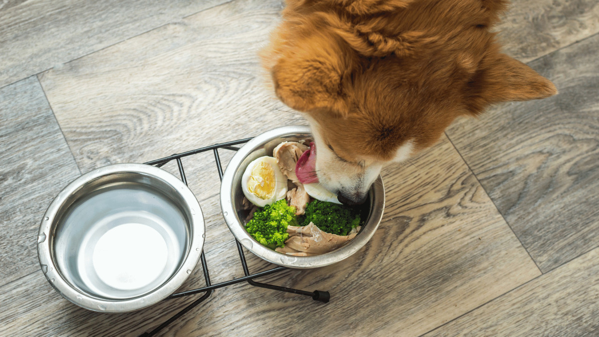 What Is A Good Diet For A Whelping Mom Dog