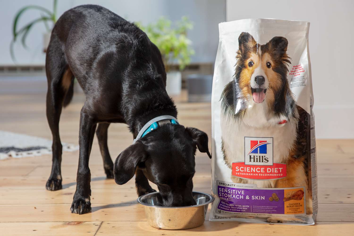 What Is A Good Dog Food For Dogs With Food Allergies?