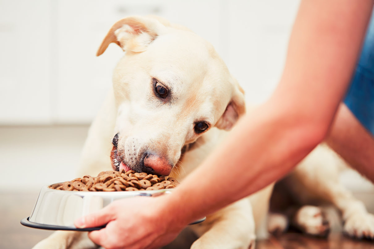 What Is A Low-Protein Diet For A Dog?