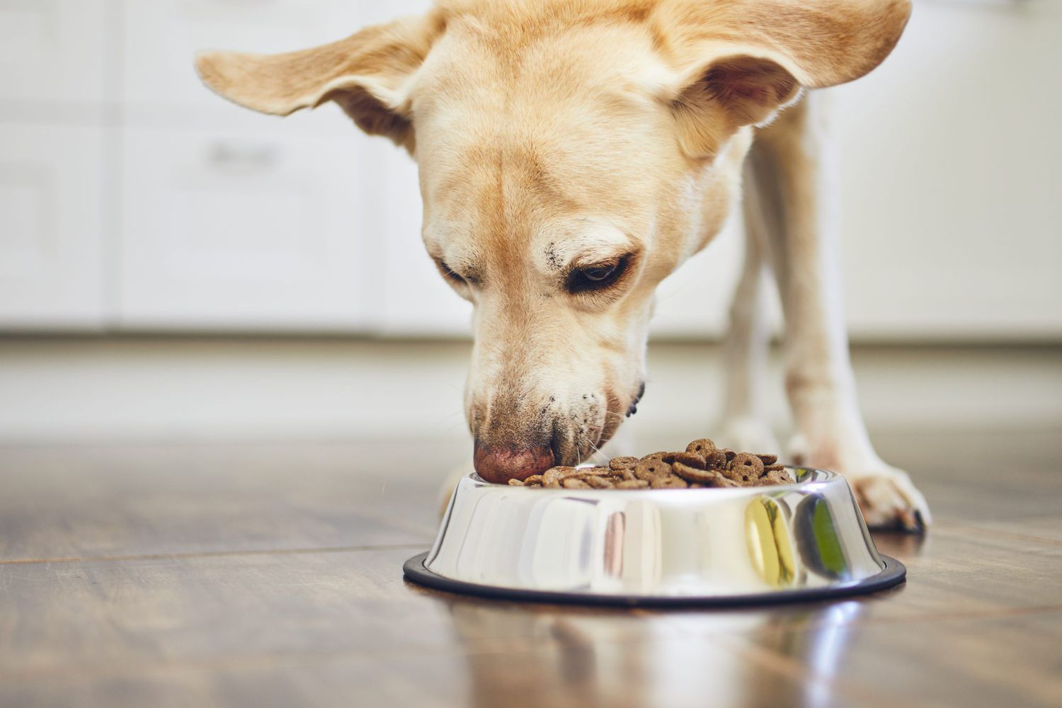 What Is A Safe Dog Food To Feed My Senior Dog