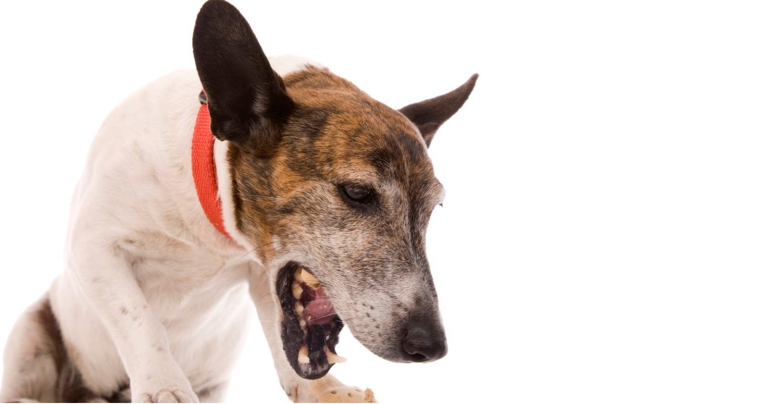 What Is Allergic Bronchitis In Dogs