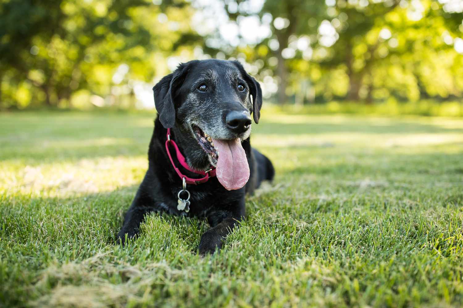 What Is Considered A Senior Dog Age