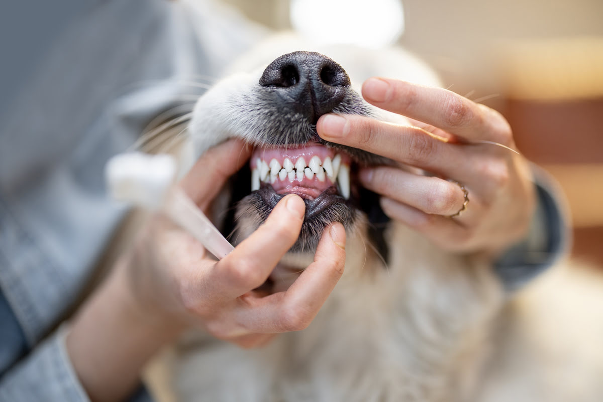 What Is Dental Disease In Dogs?