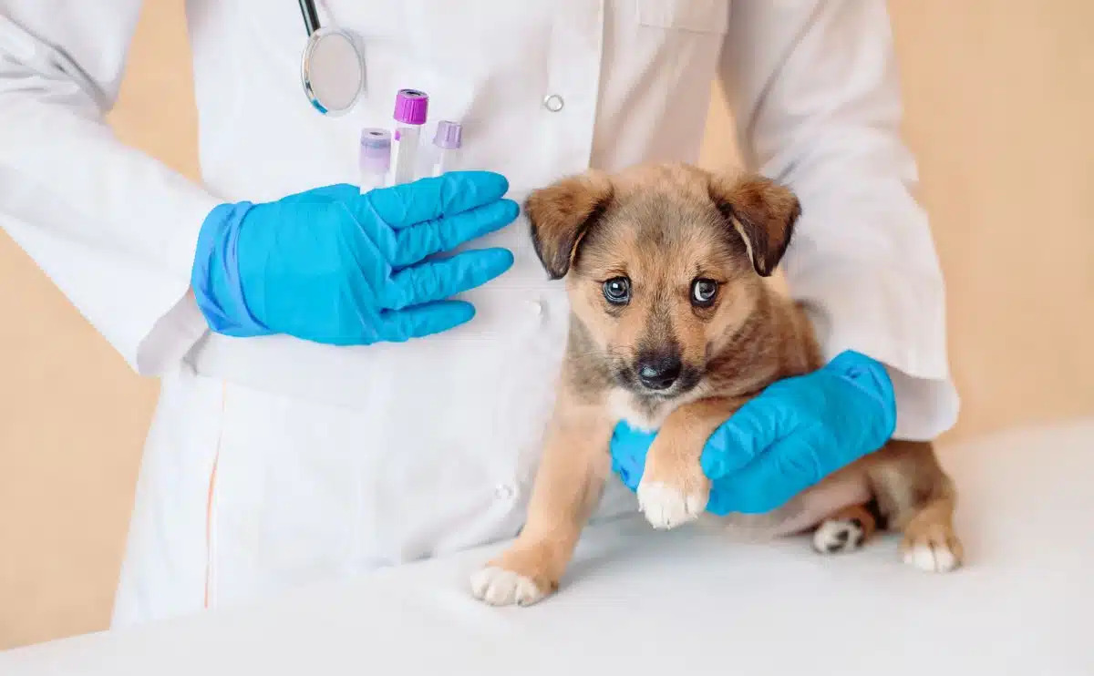 What Is In An Allergy Shot For Dogs