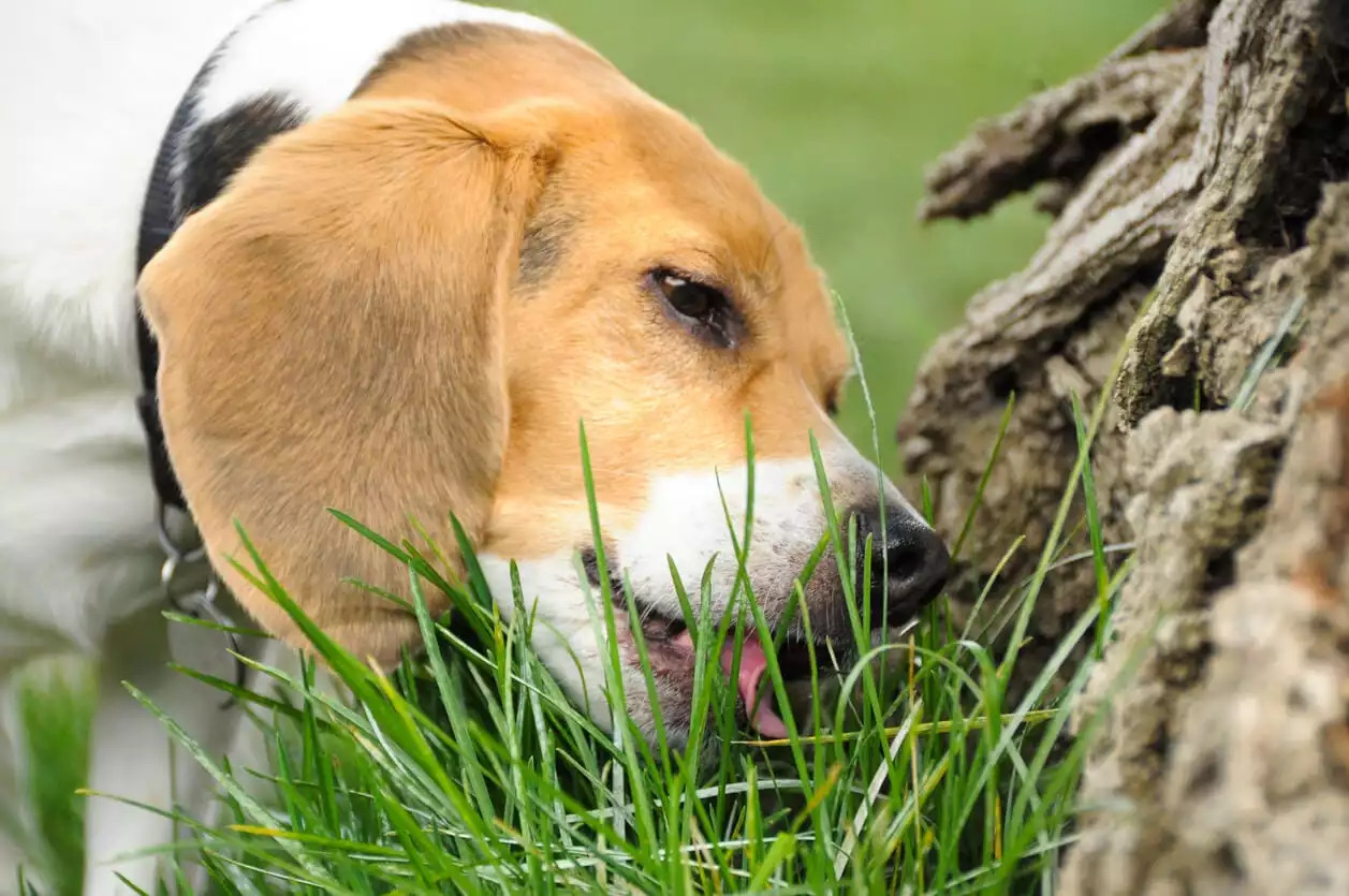 What Is Missing In My Dog's Diet That Makes Them Eat Grass?