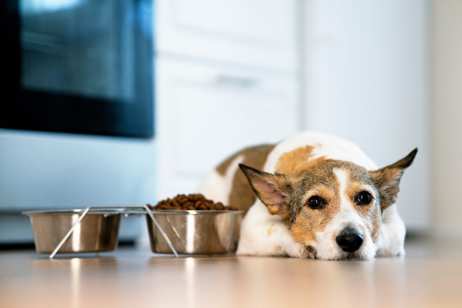 What Is Protein Percent For Dog's Diet