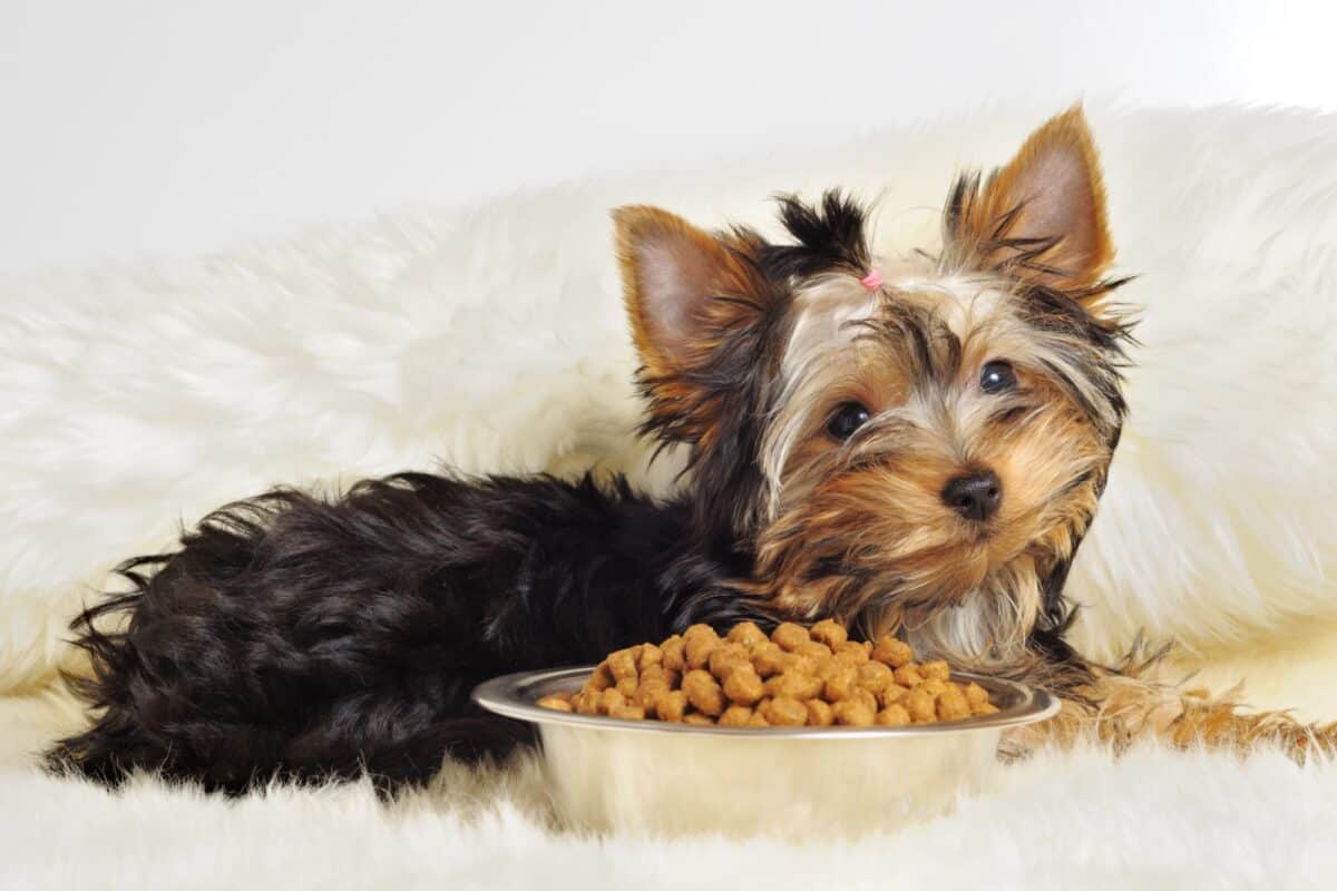 What Is The Best Diet For A 5-Pound Yorkie Dog?