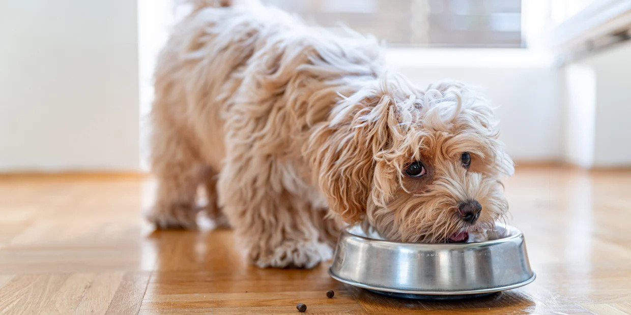 What Is The Best Food Diet For Dogs?