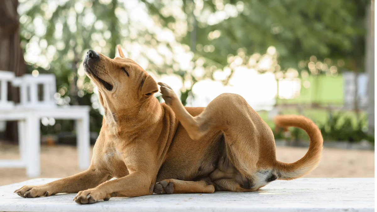 What Is The Best Supplement For Dogs With Skin Allergies?