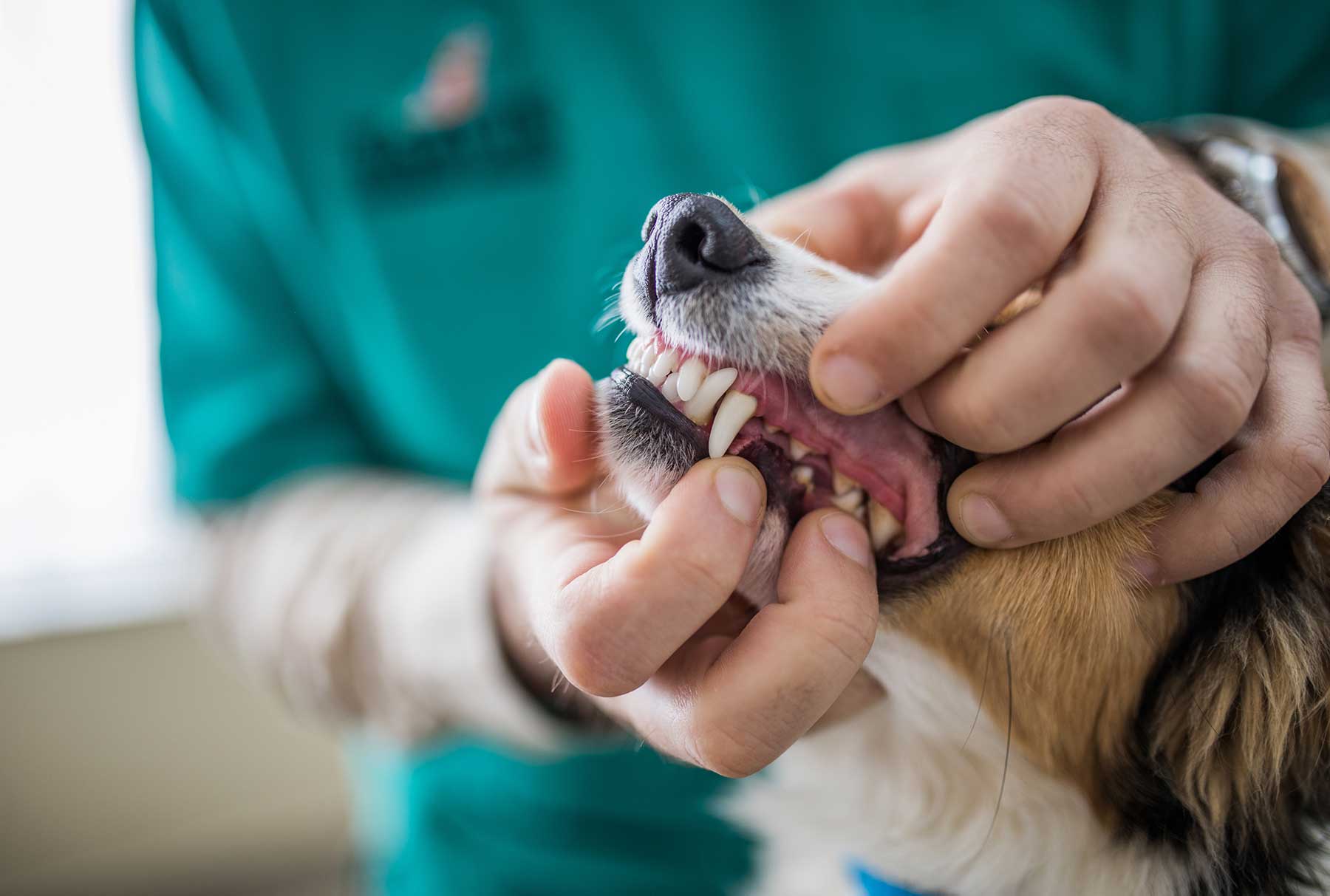 What Is The Best Thing To Give A Senior Dog For Dental Plaque