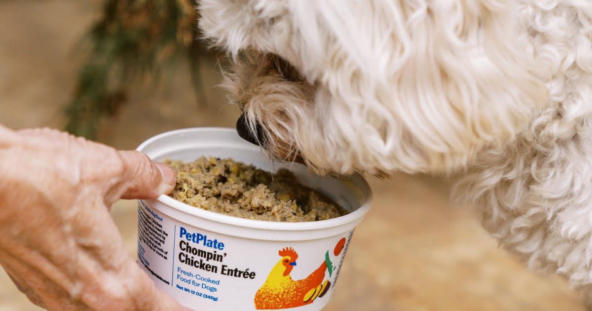 What Is The Best Wet Dog Food For Diabetic Dogs?
