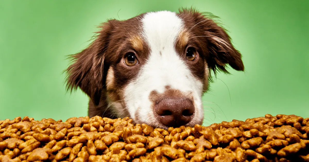What Is The Protein Percentage In Hill's Science Diet Large Breed Dry Dog Food?
