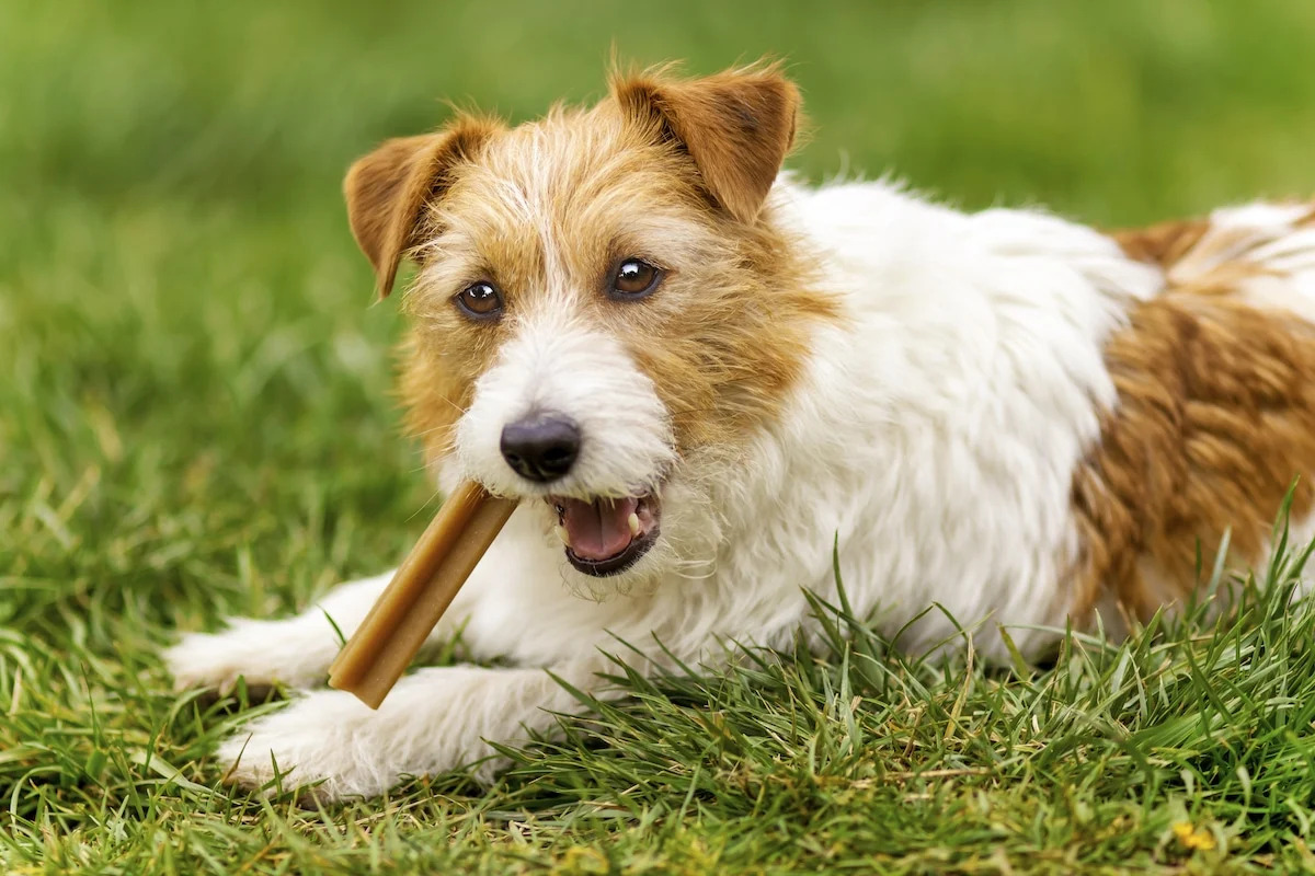 What Is The Safest Dental Dog Treat?