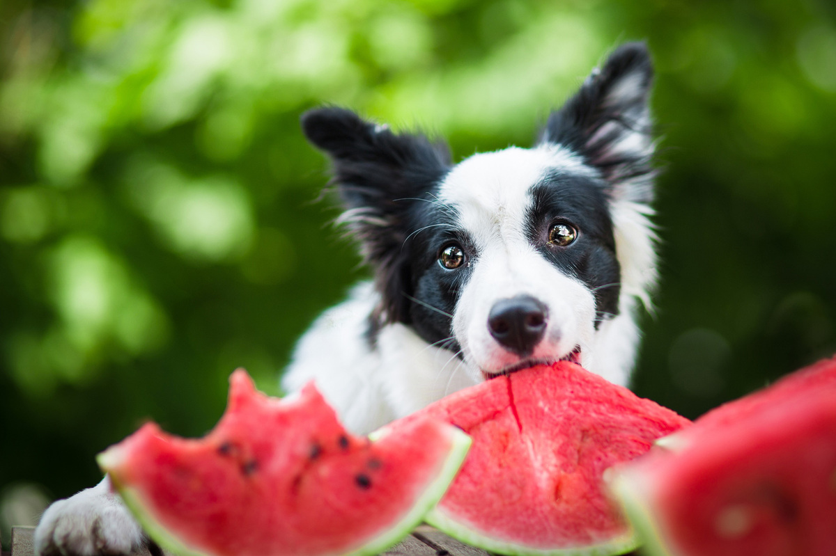 What Kind Of Diet Should A Dog With High Liver Enzymes Eat?