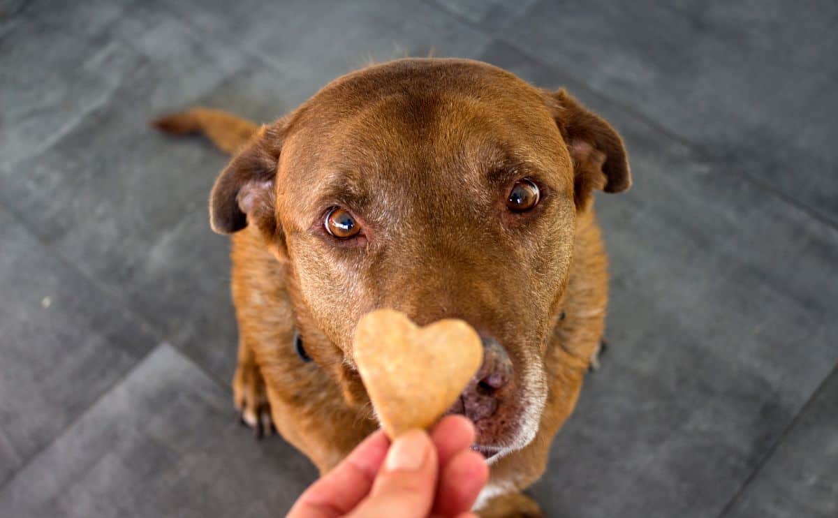 What Kind Of Treats Can You Give To Dogs With A Food Allergy