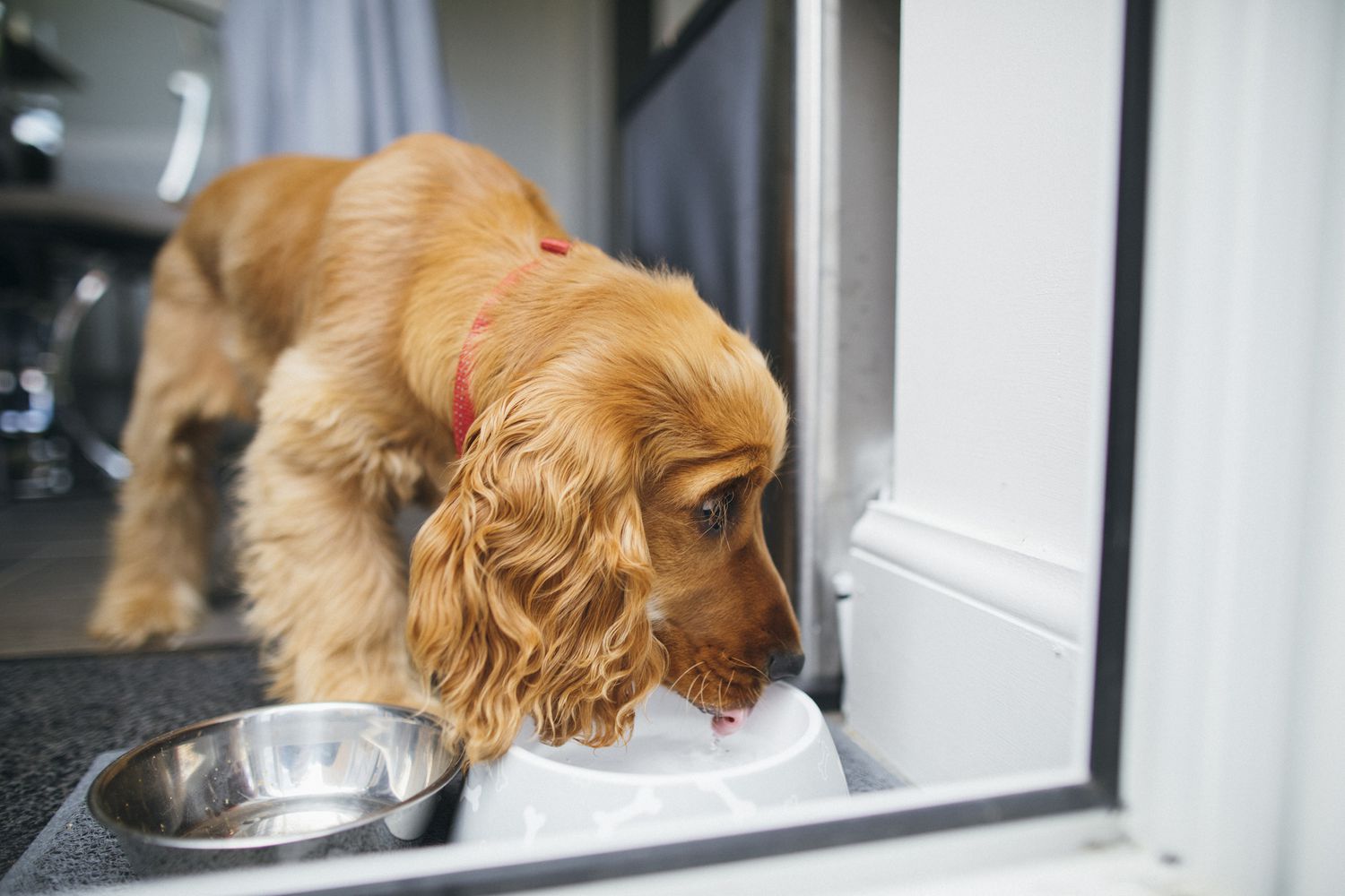 What Liquid Diet Is For Dogs