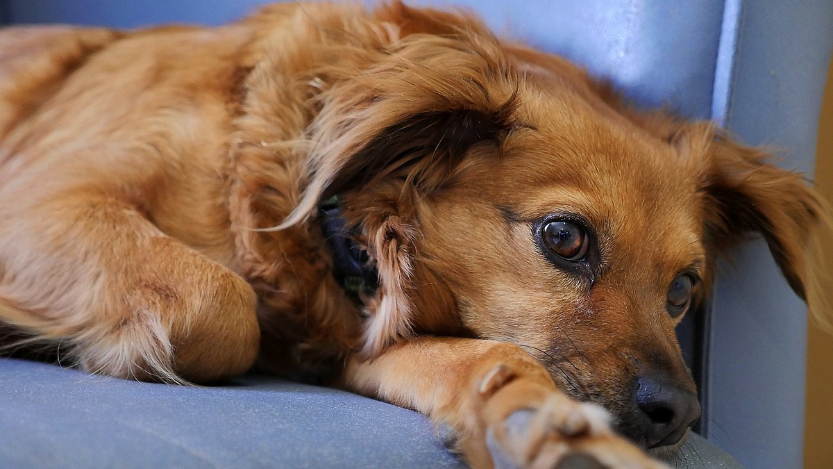 What Medicine Can You Give A Dog For Anxiety