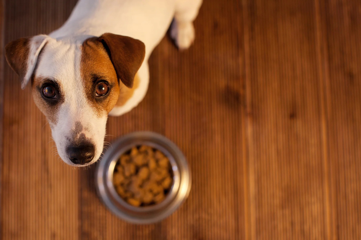 What Should A Diet For A Dog With Cancer Consist Of