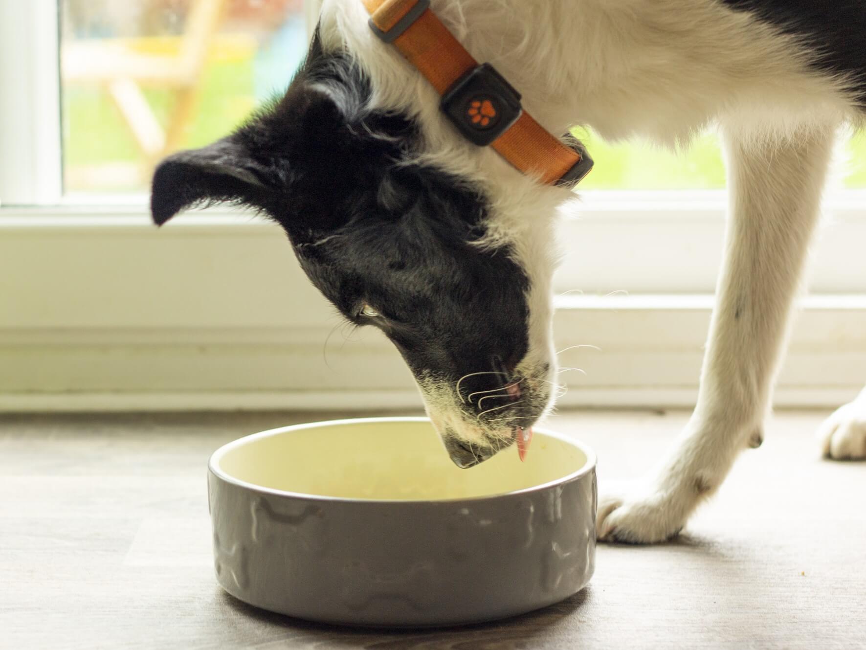 What Should I Do About My Dog’s Grain-Free Diet