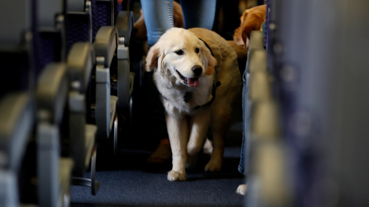 What Should You Do If You Are Allergic To Dogs And There Is A Dog On Your Airplane