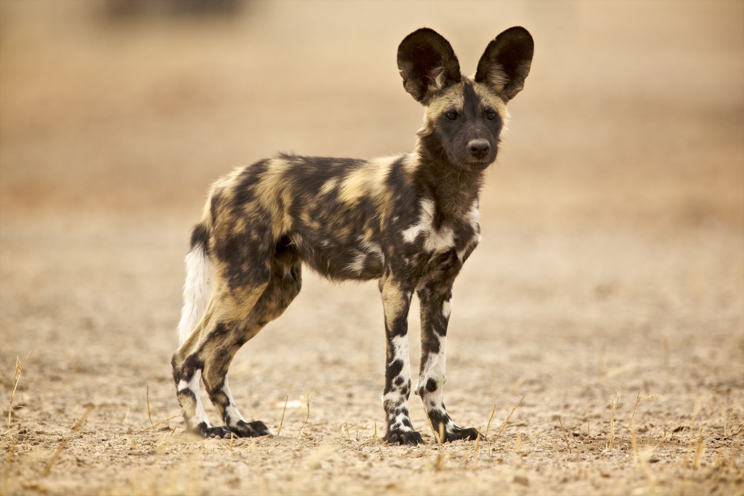 What Sort Of Diet Does The African Wild Dog Have?