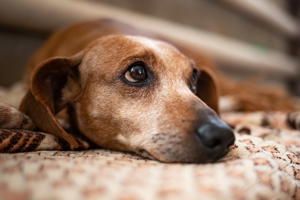 What To Do For Anxiety In Elderly Dogs