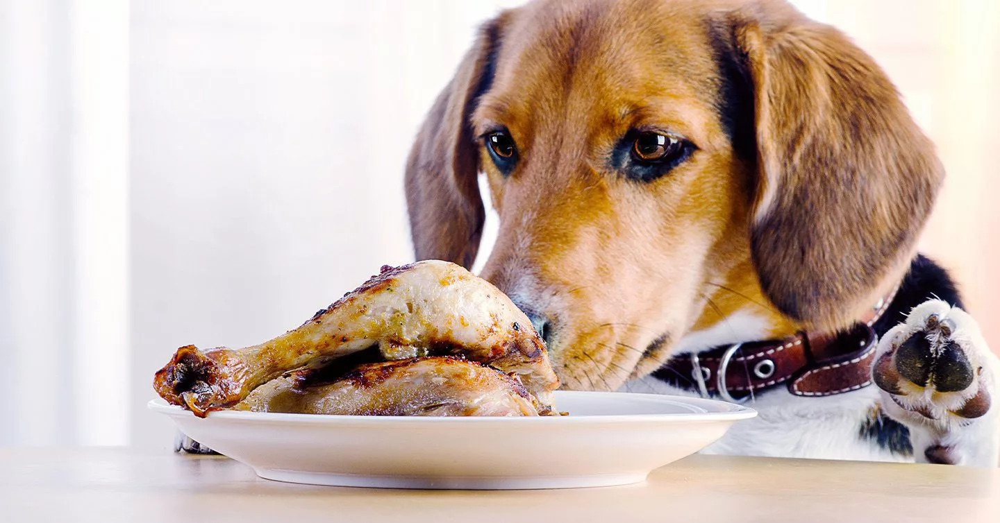 What To Do When A Dog Has An Allergic Reaction To Food
