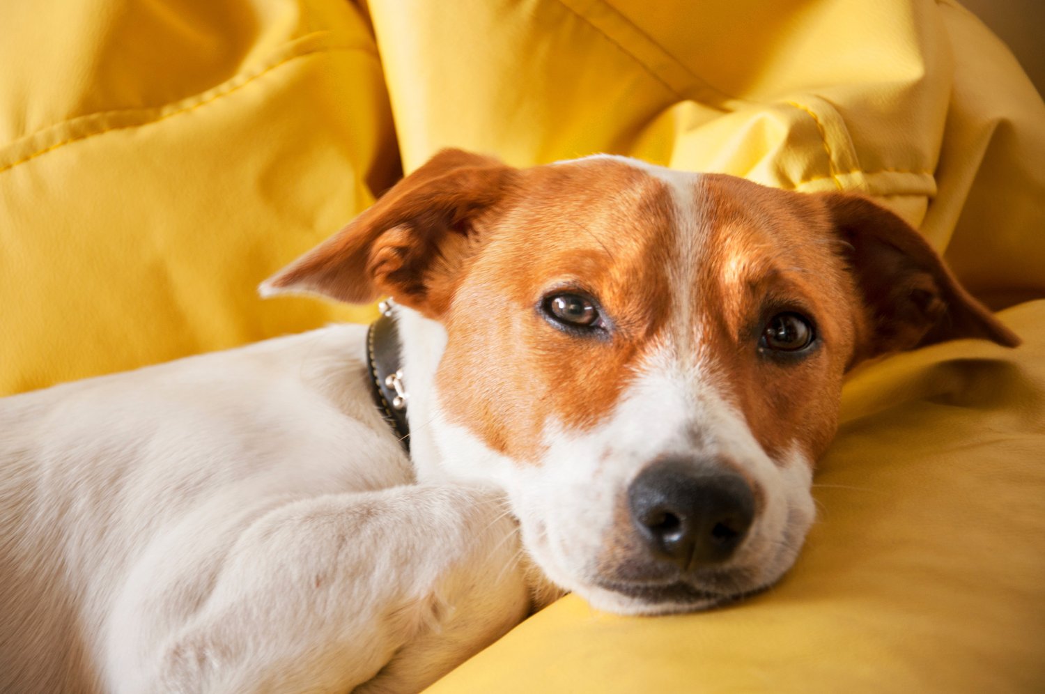 What To Do When Your Dog Has An Allergic Reaction To A Vaccine