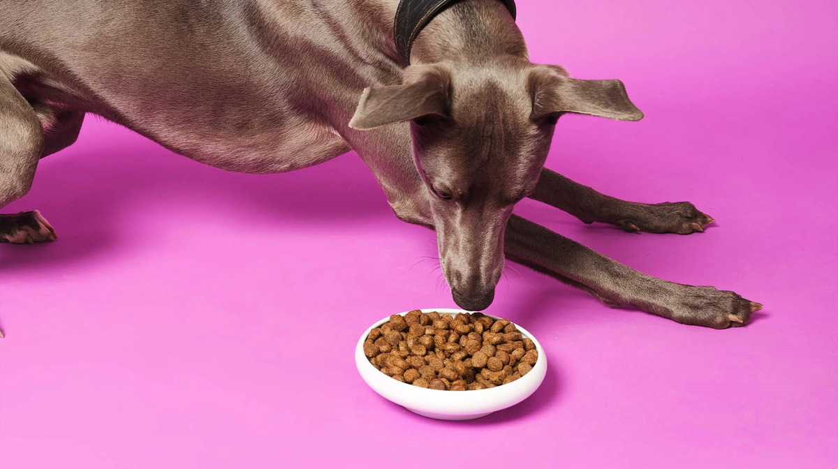 What To Feed An Adult Dog With Anxiety