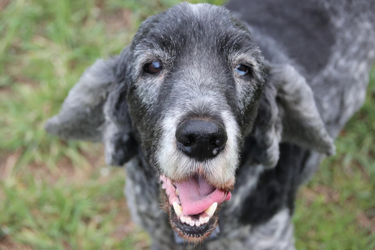 What To Feed My Senior Dog With No Teeth
