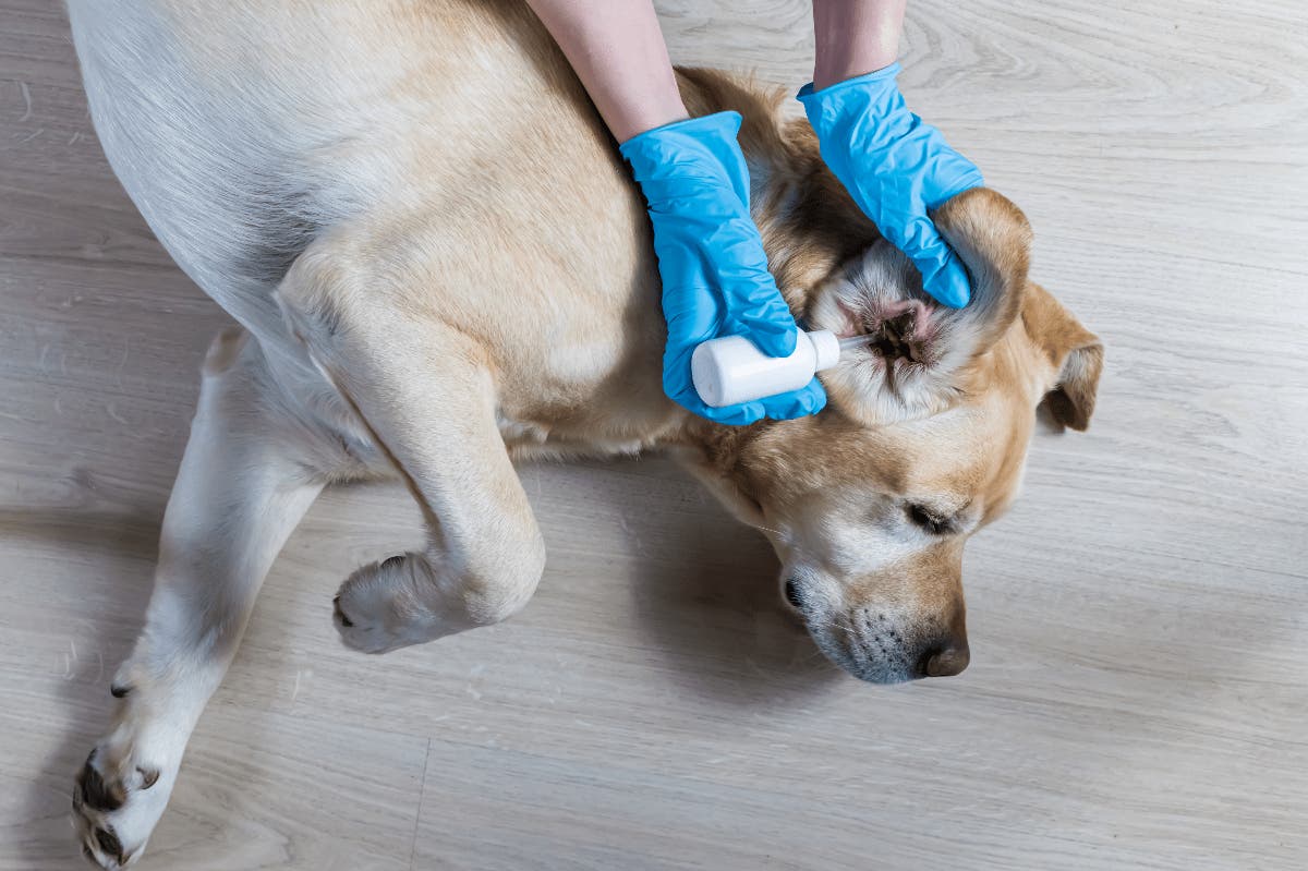 What To Treat A Dog's Ear Infection With