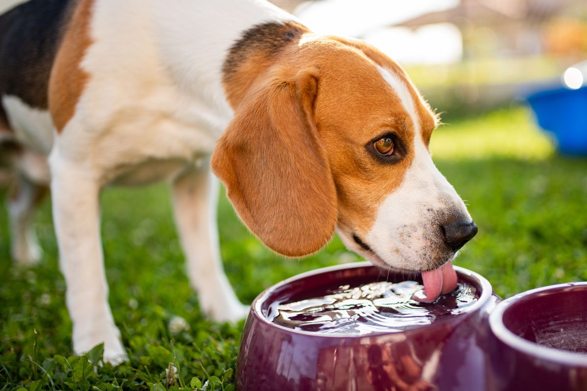 What Type Of Diet Prevents Stones In Dogs’ Urine