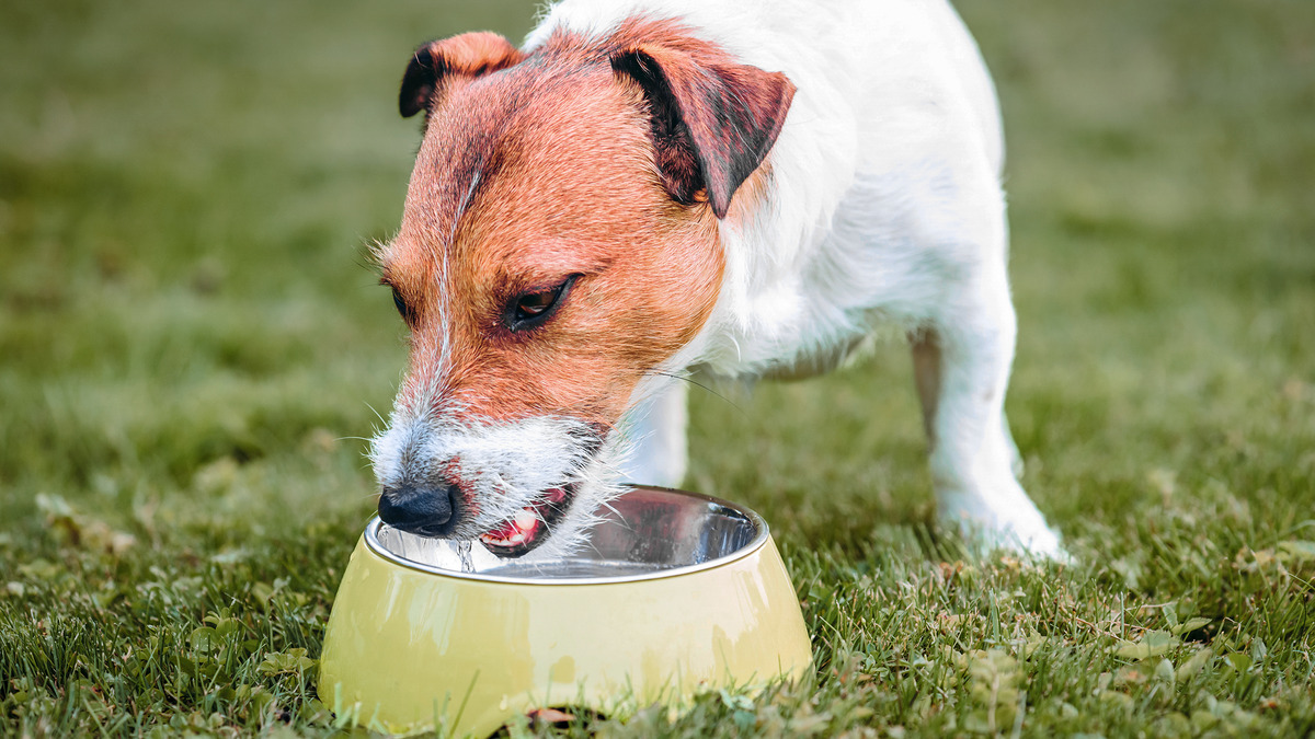 What Urinary Health Diet Food Do Dogs Like Best?
