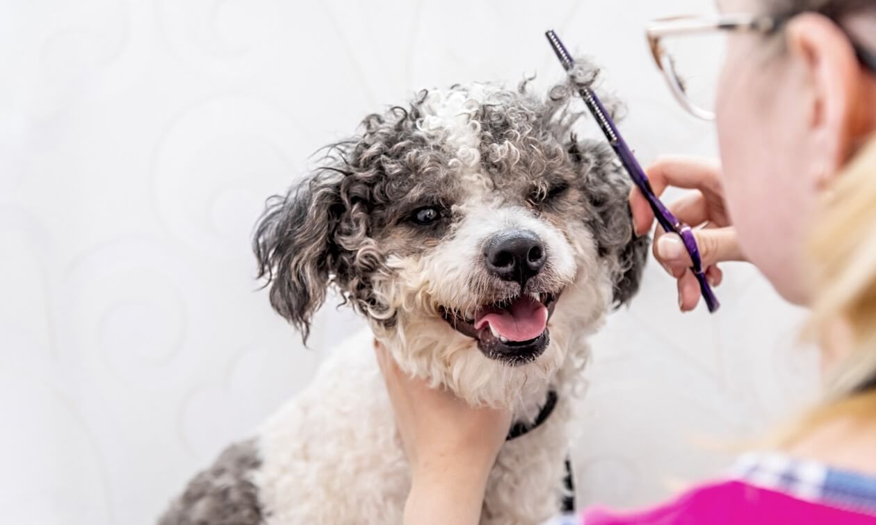 What Vaccinations Are Needed For Dog Grooming