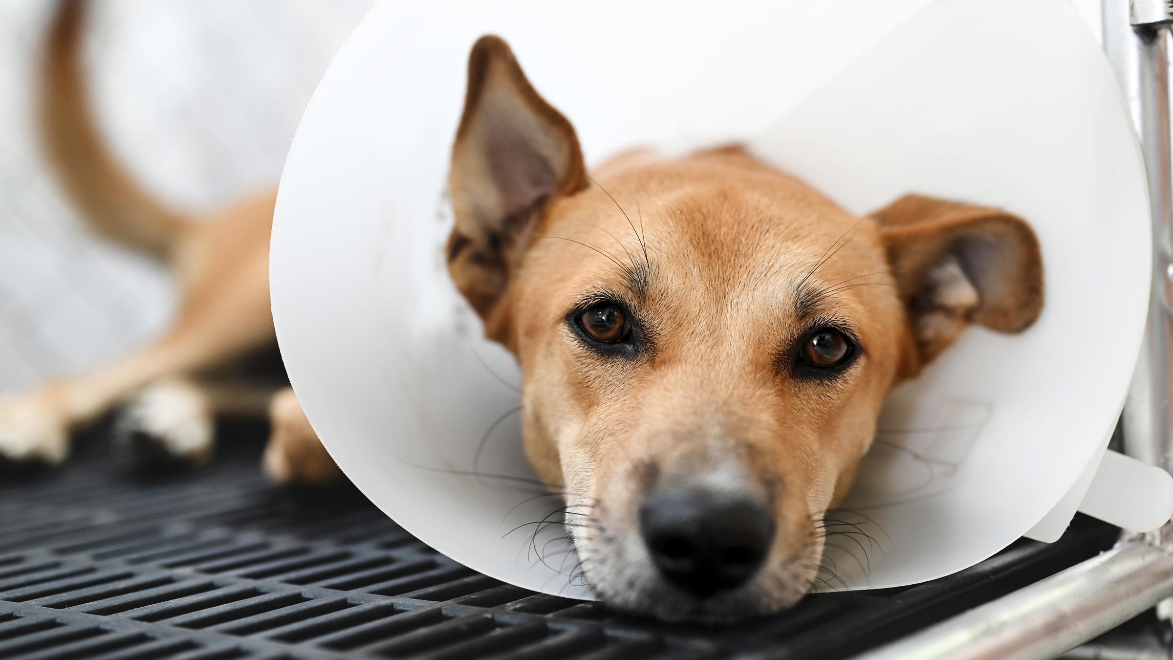 What Vaccinations Do Dogs Need Before Spaying