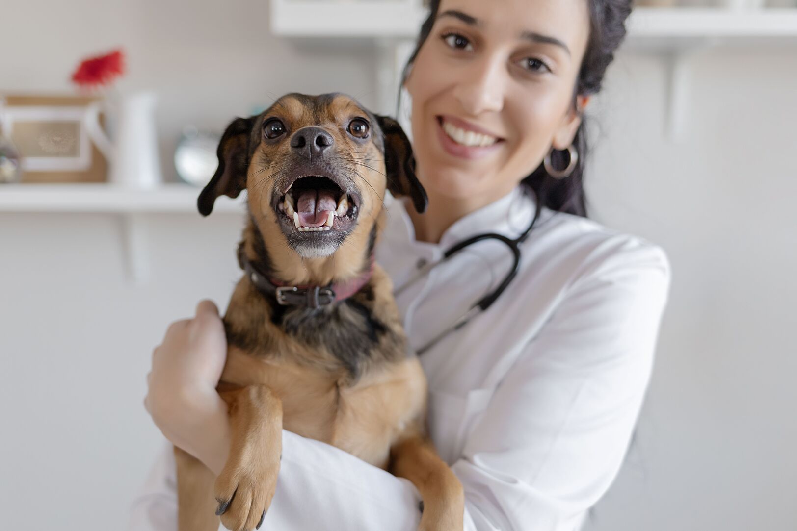 What Vaccinations Does My Dog Need For Kennels