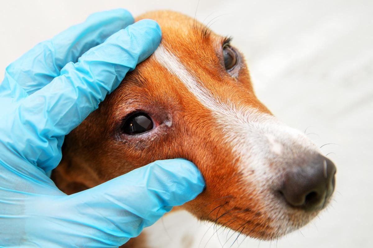 What Will The Vet Do For Eye Allergies In Dogs