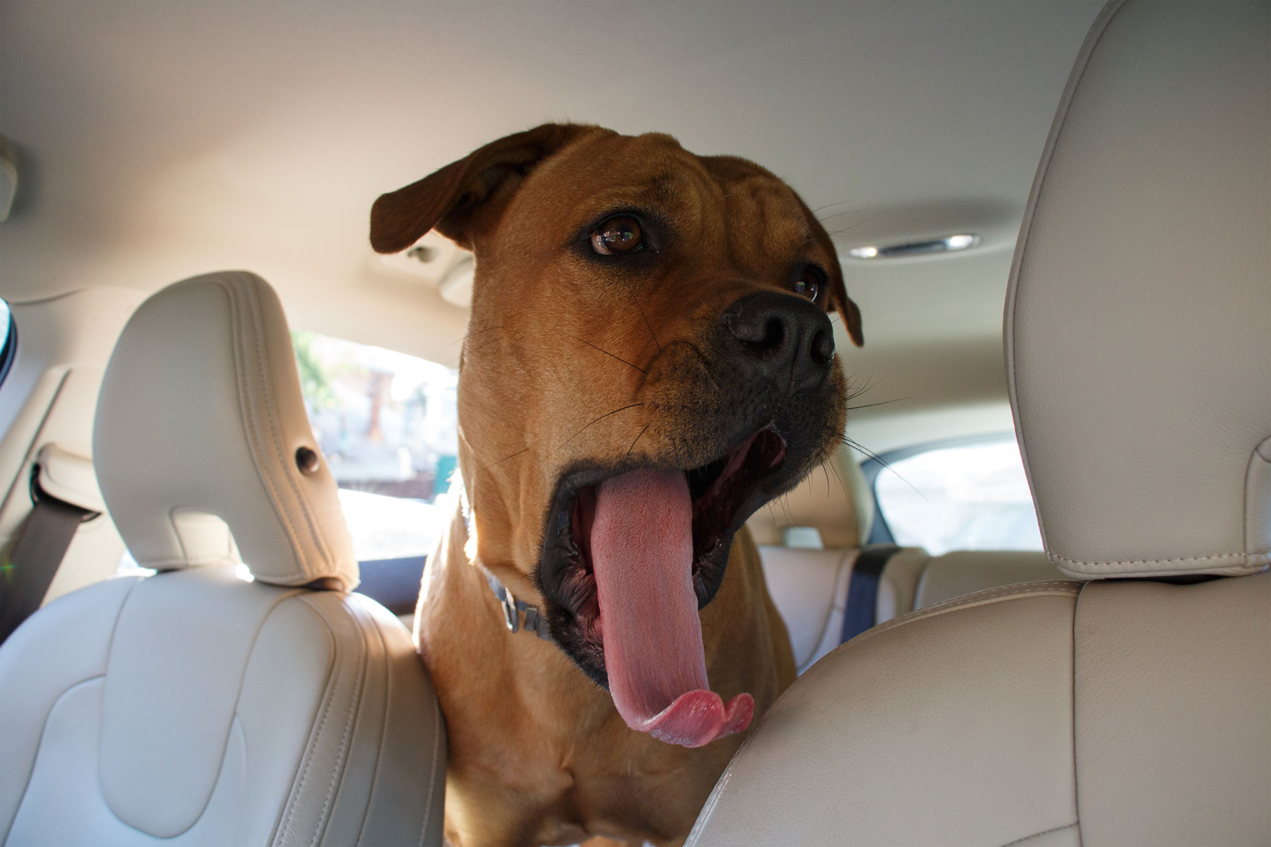 What Works To Calm Travel Anxiety In Dogs